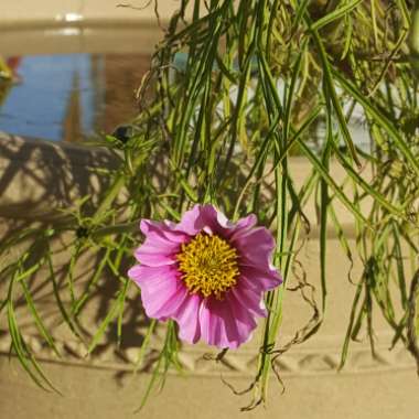 Cosmos Bipinnatus 'Radiance'