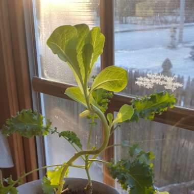 Lactuca sativa 'Parris Island'