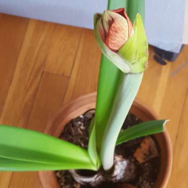 Hippeastrum