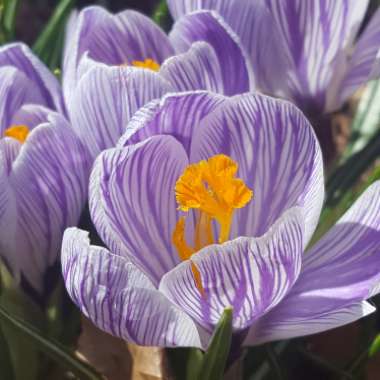 Crocus vernus 'Pickwick'