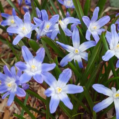 Chionodoxa luciliae (Boiss) syn. Scilla luciliae