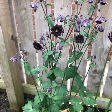 Aquilegia vulgaris var. stellata 'Black Barlow'