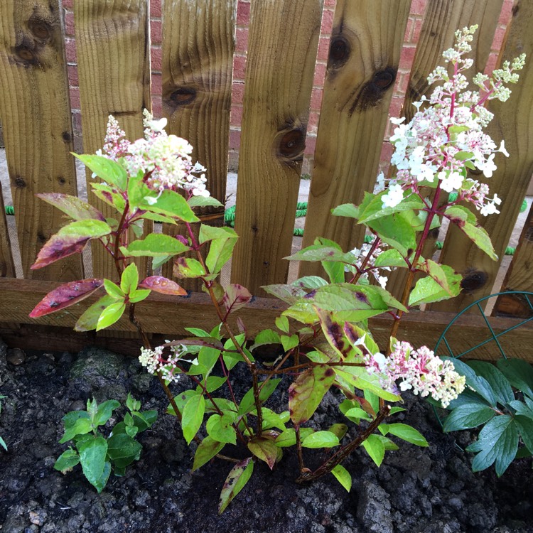 Plant image Hydrangea paniculata 'Silver Dollar'