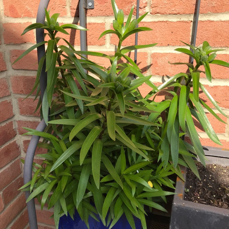 Plant image Lilium 'Brilliant Joy'