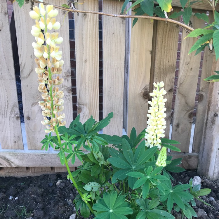 Plant image Lupinus 'Chandelier'