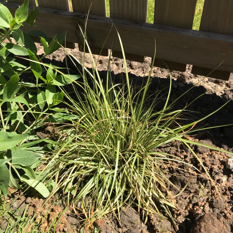 Plant image Carex oshimensis 'Evergold'