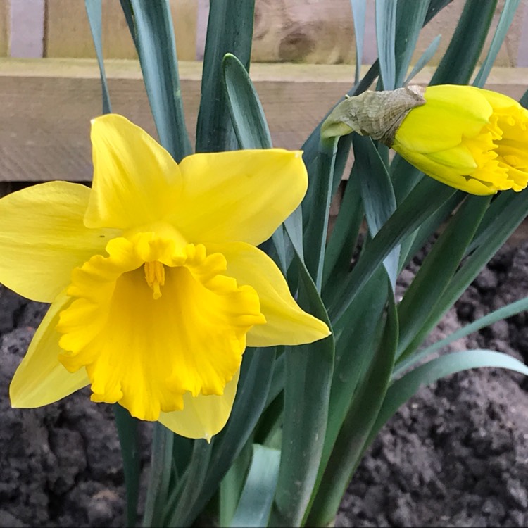 Plant image Narcissus 'Dutch Master'