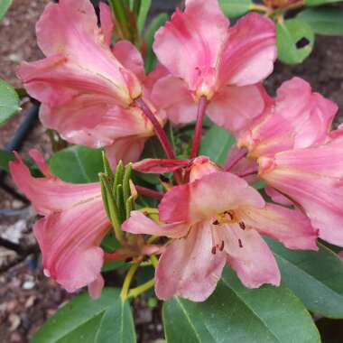 Rhododendron  (Rhododendron Varieties)