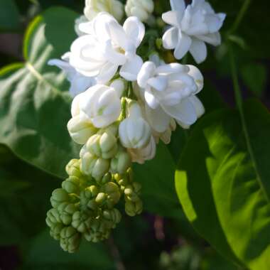 Syringa