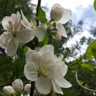 Malus domestica