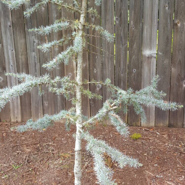 Plant image Cedrus atlantica glauca