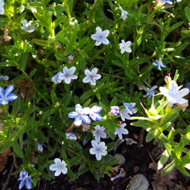 Lithodora diffusa