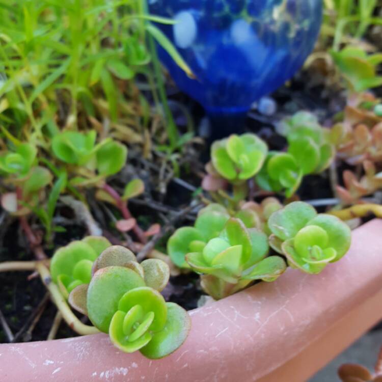 Plant image Sedum Confusum