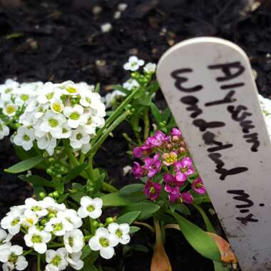 Lobularia maritima  syn. Alyssum maritimum