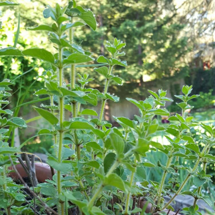 Plant image Origanum Vulgare subsp. Hirtum 'Hot and Spicy'