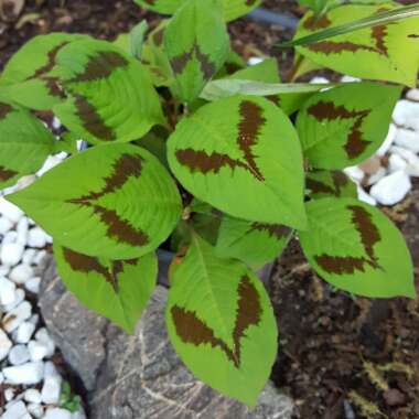 Persicaria virginiana var. filiformis 'Painter's Palette'