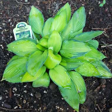 Hosta 'Gold Standard'