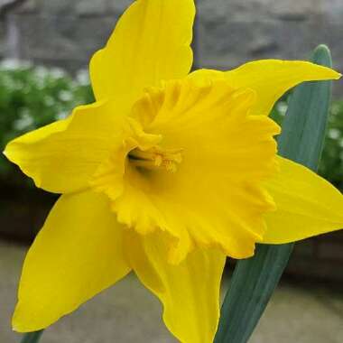 Narcissus 'King Alfred'