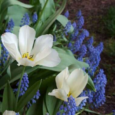 Muscari armeniacum