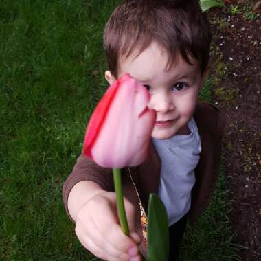 Tulipa 'Apeldoorn'