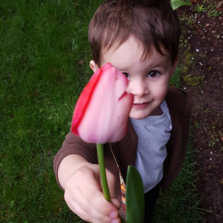 Plant image Tulipa 'Apeldoorn'