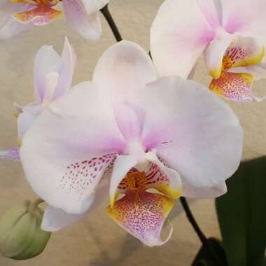 Phalaenopsis