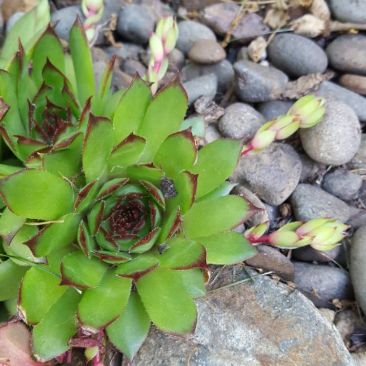 Plant image Sempervivum Royanum