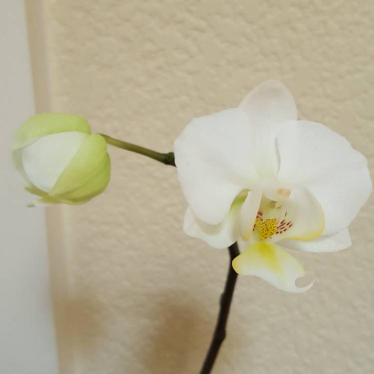 plant image 403499