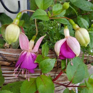 Fuchsia 'Pink Marshmallow'