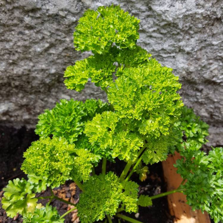 Plant image Petroselinum Crispum 'Curly'