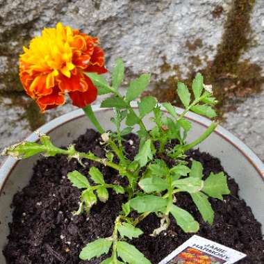 Tagetes