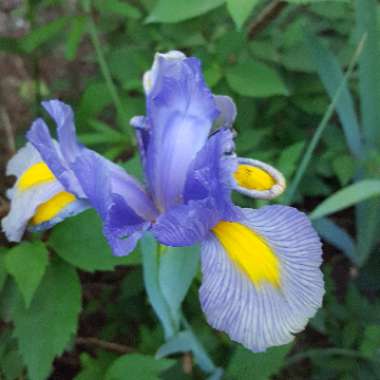 Iris x hollandica 'Pioneer'