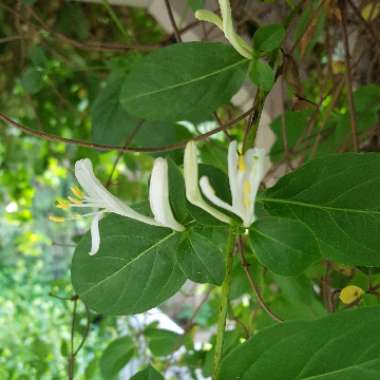 Lonicera