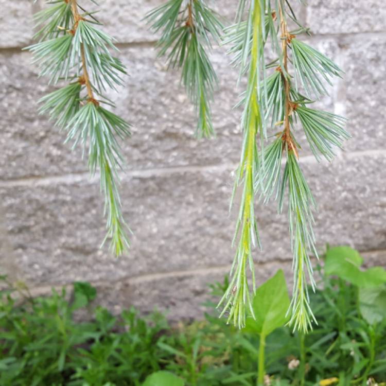 Plant image Cedrus atlantica 'Glauca 'Pendula'