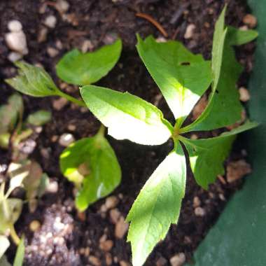 Parthenocissus quinquefolia syn. Ampelopsis hederacea ; Ampelopsis quinquefolia