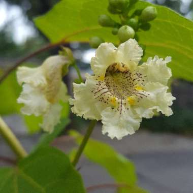 Catalpa bignonioides  syn.Catalpa catalpa, Catalpa syringaefolia