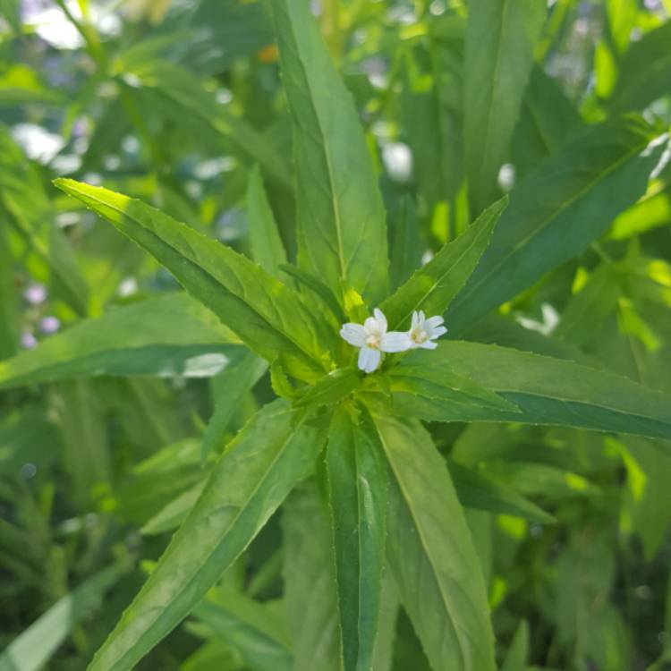 Plant image Epilobium Ciliatum