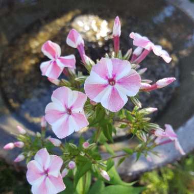 Phlox subulata 'Candy Stripe' syn. Phlox subulata 'Tamaongalei', Phlox subulata 'Mikado', Phlox subulata 'Kimono'