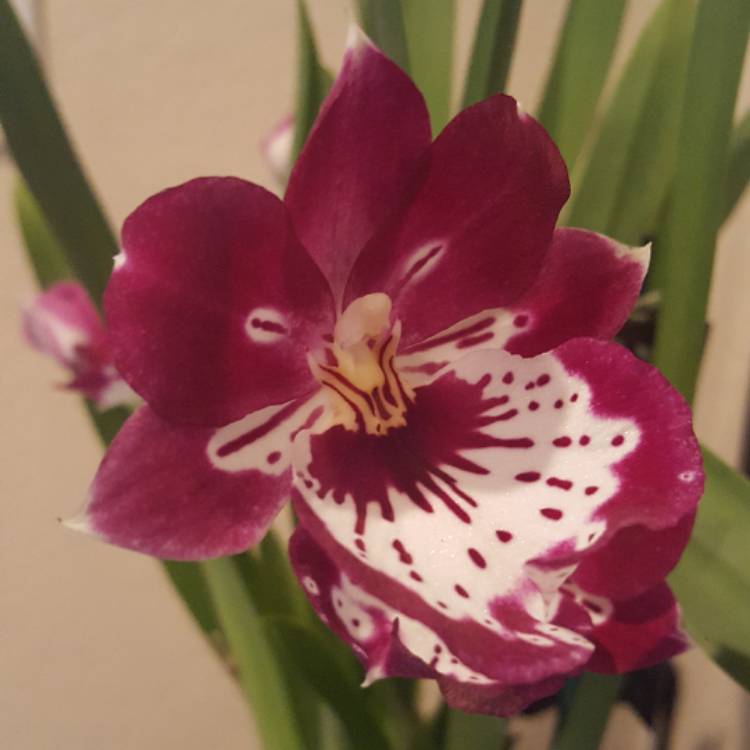 Plant image Miltoniopsis Hybrid