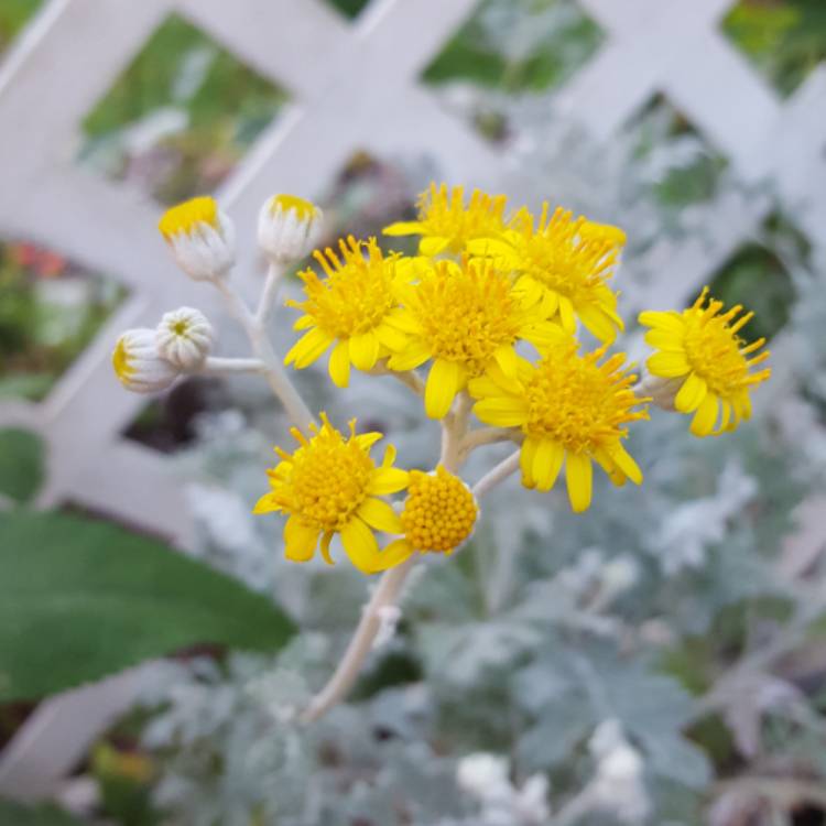 Plant image Senecio cineraria 'Silver Dust'