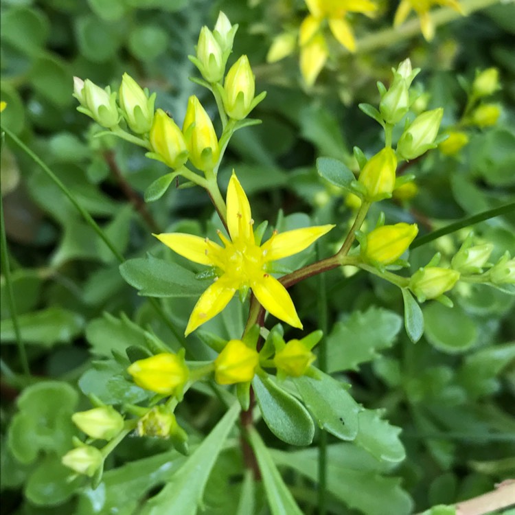 Plant image Sedum Lanceolatum