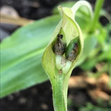 Tradescantia 'Outdoor plants'