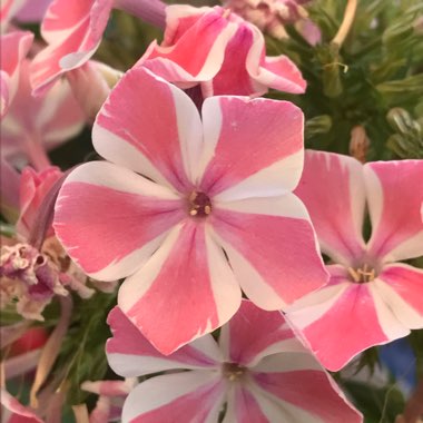 Phlox subulata 'Candy Stripe' syn. Phlox subulata 'Tamaongalei', Phlox subulata 'Mikado', Phlox subulata 'Kimono'