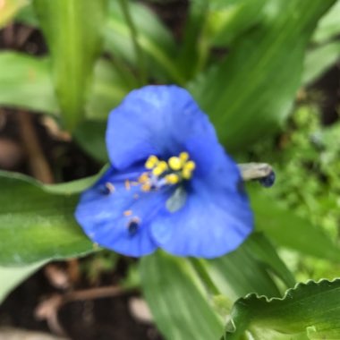 Tradescantia 'Outdoor plants'