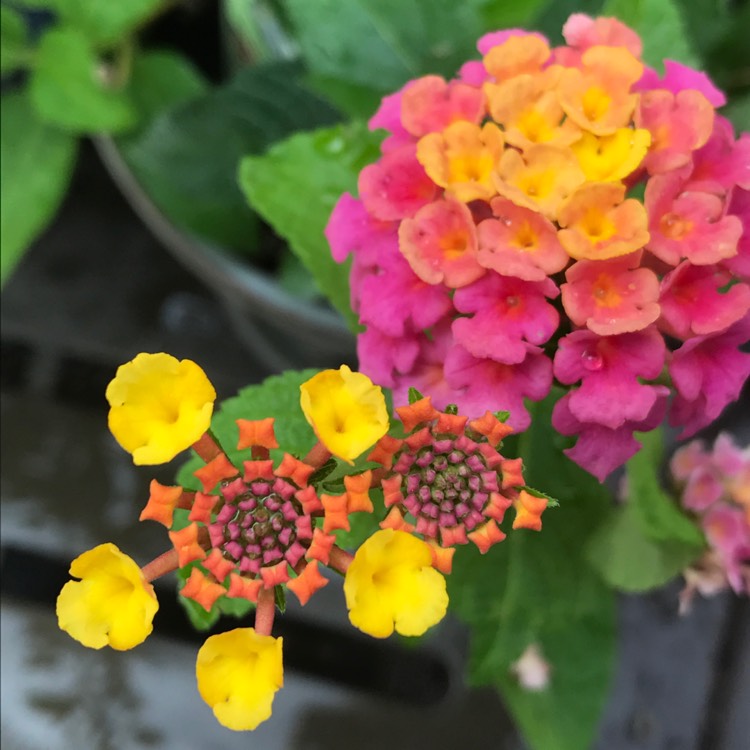 Plant image Lantana camara 'Lucky™ Sunrise Rose'