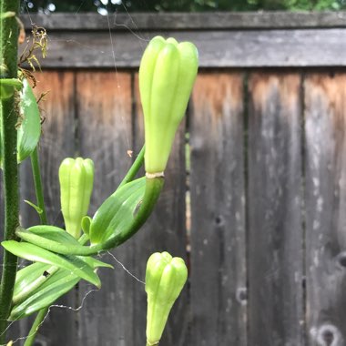 Lilium (Asiatic)