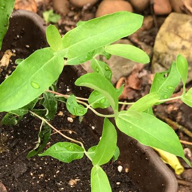 Eucalyptus globulus