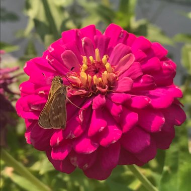 Zinnia elegans