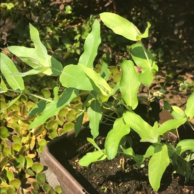 Eucalyptus globulus