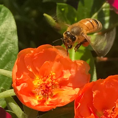 Portulaca grandiflora